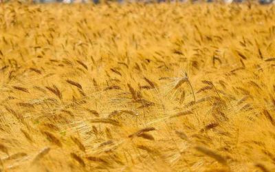 Qué hacer en Toledo en agosto 2026